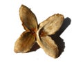 Open beech nut husk on a white background with shadow Royalty Free Stock Photo