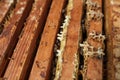 Open beehive with bees are crawling along the hive on honeycomb wooden frame. Apiculture concept Royalty Free Stock Photo