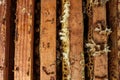 Open beehive with bees are crawling along the hive on honeycomb wooden frame. Apiculture concept