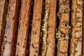 Open beehive with bees are crawling along the hive on honeycomb wooden frame. Apiculture concept