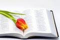 Open Bible and flower