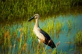 Open-bill stork bird walking around the rice field and watching for food in the countryside of Thailand.