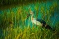 Open-bill stork bird walking around the rice field and watching for food in the countryside of Thailand.