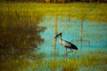 Open-bill stork bird walking around the rice field and watching for food in the countryside of Thailand.