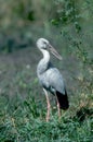Open-billed stork, Anastomus oscitans Royalty Free Stock Photo