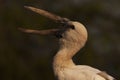 Open billed stork Royalty Free Stock Photo