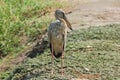 Open-billed Stork bird,