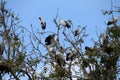 The open billed stork bird perch in the nest and on the branch of tree. Royalty Free Stock Photo