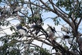 The open billed stork bird perch in the nest and on the branch of tree. Royalty Free Stock Photo