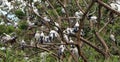 The open billed stork bird perch in the nest and on the branch of tree. Royalty Free Stock Photo