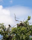 The open billed stork bird perch in the nest at the top of the tree on blue sky and white cloud background. Royalty Free Stock Photo