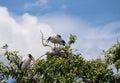 The open billed stork bird perch in the nest at the top of the tree on blue sky and white cloud background. Royalty Free Stock Photo