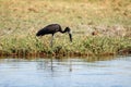 Open Billed Stork - Chobe River, Botswana, Africa Royalty Free Stock Photo