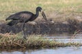 Open billed stork Royalty Free Stock Photo