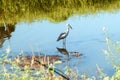 Great Indian Open-Billed Stork Royalty Free Stock Photo