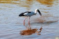Great Indian Open-Billed Stork Royalty Free Stock Photo