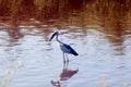 Great Indian Open-Billed Stork Royalty Free Stock Photo