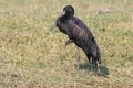 Open billed stork resting on one leg Royalty Free Stock Photo