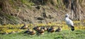 Open billed stork and Ruddy shelducks