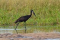 Open-billed stork