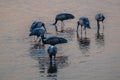 Open Billed storks feeding in shallow water at sunset Royalty Free Stock Photo