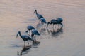 Open Billed storks feeding in shallow water at sunset Royalty Free Stock Photo