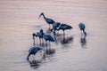 Open Billed storks feeding in shallow water at sunset Royalty Free Stock Photo