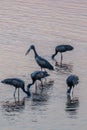 Open Billed storks feeding in shallow water Royalty Free Stock Photo