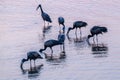 Open billed storks feeding at sunset Royalty Free Stock Photo
