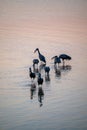 open billed storks feeding at sunset Royalty Free Stock Photo