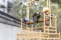 On an open bird cage, a yellow-green bird grooming feathers