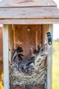 Open bird house with an empty nest of feathers and straw after eggs have hatched and young have left.