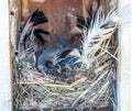 Open bird house with an empty nest of feathers and straw after eggs have hatched and young have left.