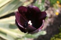 Open Black Tulip Royalty Free Stock Photo