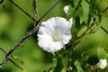 Open blooming Field bindweed or Convolvulus arvensis herbaceous perennial plant white flower growing over wire fence in home Royalty Free Stock Photo