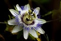 Open blossom of a passion fruit plant (Passiflora edulis) in close-up against a dark background Royalty Free Stock Photo