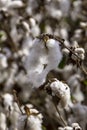 Open bolls of ripe cotton close-up on a blurred background of an agricultural field. Selective focus. Royalty Free Stock Photo