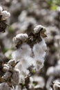 Open bolls of ripe cotton close-up on a blurred background of an agricultural field. Selective focus. Royalty Free Stock Photo