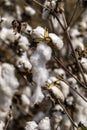 Open bolls of ripe cotton close-up on a blurred background of an agricultural field. Selective focus. Royalty Free Stock Photo