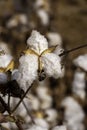 Open bolls of ripe cotton close-up on a blurred background of an agricultural field. Selective focus. Royalty Free Stock Photo