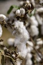 Open bolls of ripe cotton close-up on a blurred background of an agricultural field. Selective focus. Royalty Free Stock Photo