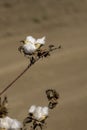 Open bolls of ripe cotton close-up on a blurred background of an agricultural field. Selective focus. Royalty Free Stock Photo