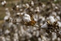 Open bolls of ripe cotton close-up on a blurred background of an agricultural field. Selective focus. Royalty Free Stock Photo