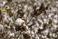 Open bolls of ripe cotton close-up on a blurred background of an agricultural field. Selective focus. Royalty Free Stock Photo