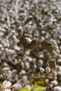 Open bolls of ripe cotton close-up on a blurred background of an agricultural field. Selective focus. Royalty Free Stock Photo