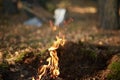 Open bonfire in forest, making forbidden to barbeque or making bonfire. Photo of bonfire in forest or park, fire in open air,