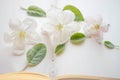 Open book with blank sheets and a blue pen. Fresh apple flowers and green leaves on paper Royalty Free Stock Photo