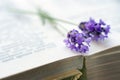 Open book with blue lavender Royalty Free Stock Photo
