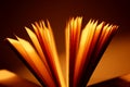 Open book close-up Royalty Free Stock Photo