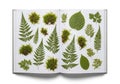 An open book displaying pressed botanical specimens, including Royalty Free Stock Photo